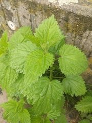 Urtica dioica