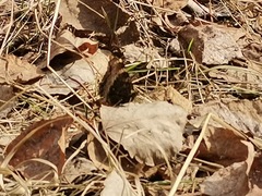 Nymphalis xanthomelas