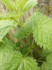 Urtica dioica