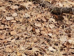 Nymphalis xanthomelas