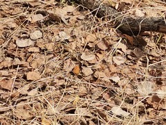 Nymphalis xanthomelas