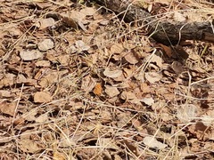 Nymphalis xanthomelas