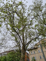 Platanus