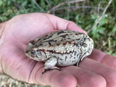 Sclerophrys poweri