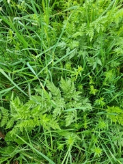 Anthriscus sylvestris