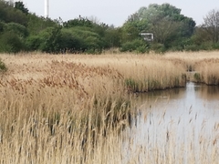 Emberiza schoeniclus