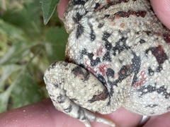 Sclerophrys poweri