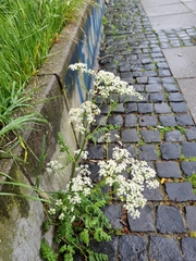 Anthriscus sylvestris