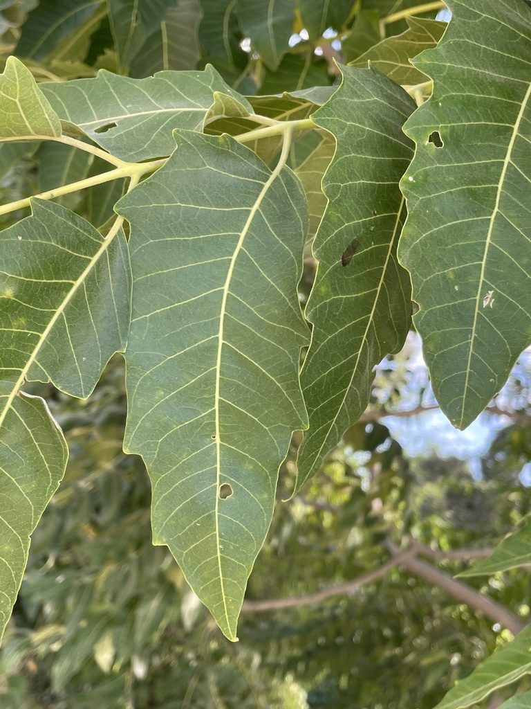 Árbol del cielo