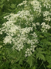 Anthriscus sylvestris