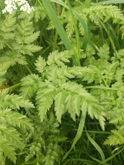 Anthriscus sylvestris