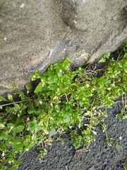 Stellaria media