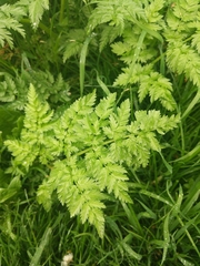 Anthriscus sylvestris