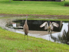 Grus canadensis image