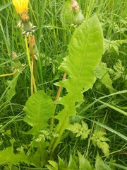 Taraxacum officinale