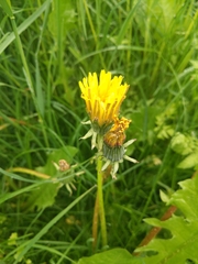 Taraxacum officinale
