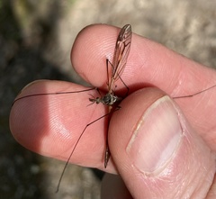 Tipula vittata