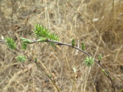 Salix abscondita