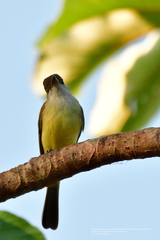 Myiarchus yucatanensis
