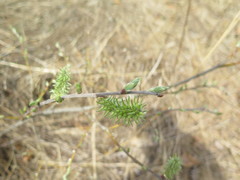 Salix abscondita