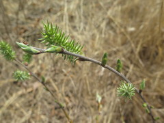 Salix abscondita