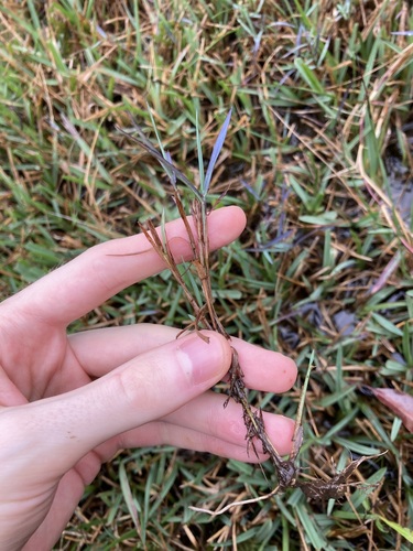 Image of Blue Couch (Digitaria didactyla) by (c) Thomas Mesaglio, some rights reserved (CC BY)