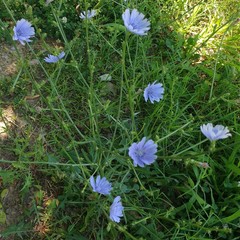 Cichorium intybus