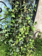 Hedera helix