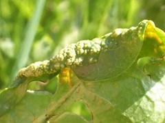 Synchytrium taraxaci