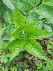 Sambucus nigra