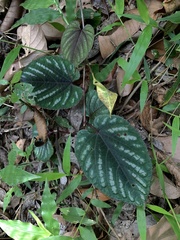 Cissus discolor