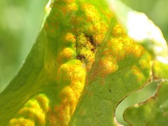 Synchytrium taraxaci