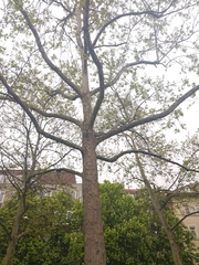 Platanus