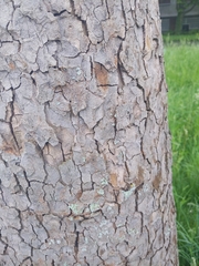 Platanus