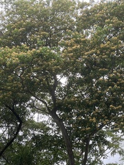 Crateva unilocularis