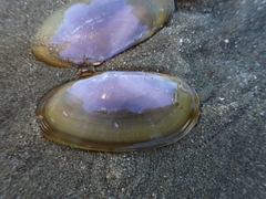 Hiatula nitida