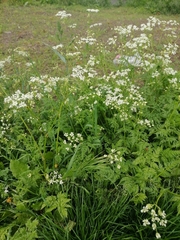Anthriscus sylvestris