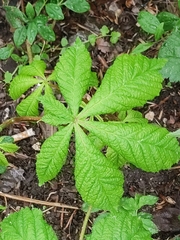 Aesculus hippocastanum