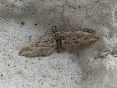 Eupithecia oxycedrata