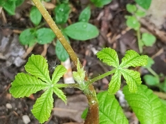 Aesculus hippocastanum