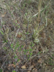 Salix brachypoda