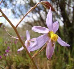 Cyanella