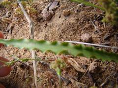 Cyanella