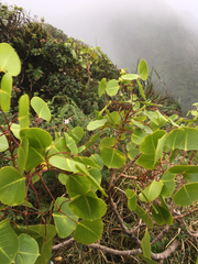 Cheirodendron platyphyllum