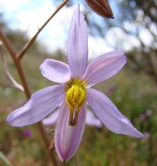Cyanella