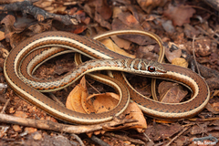 Stripe-Bellied Sand Snake photo 2