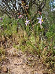 Cyanella
