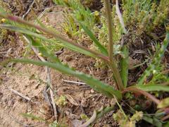 Cyanella