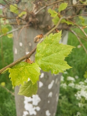 Platanus