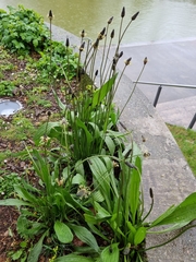 Plantago lanceolata